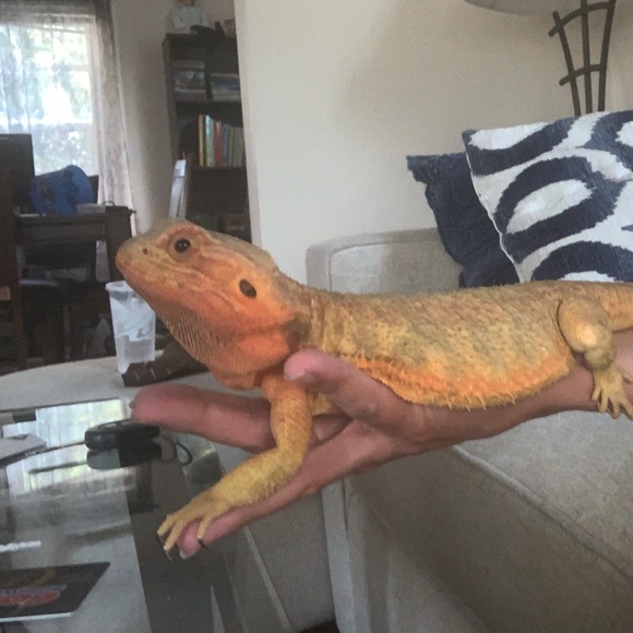 Meet your Posher, Sandy - Picture 1 of 1